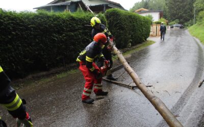 T01 Baum über Straße